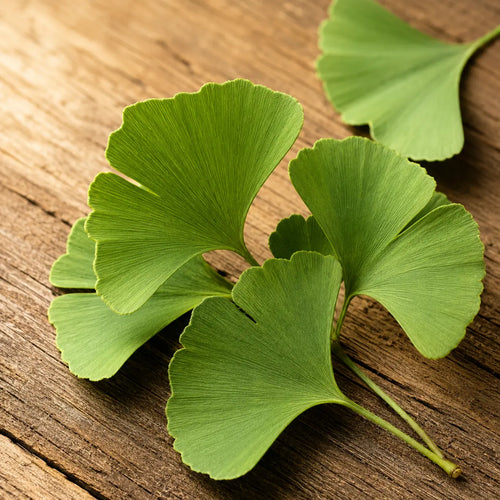 Ginkgo Biloba